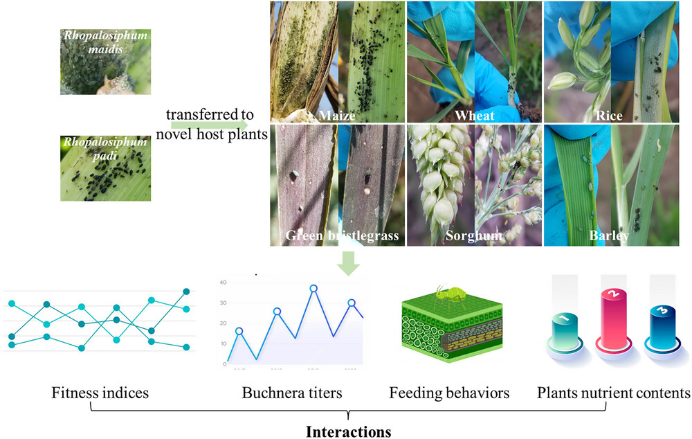 Effects of host plants on aphid feeding behavior, fitness, and Buchnera aphidicola titer
