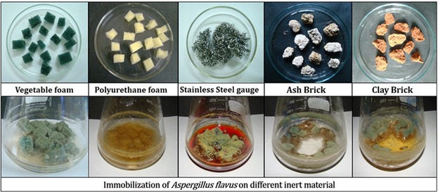 Biodegradation of Malachite Green by the Ligninolytic Fungus Aspergillus flavus