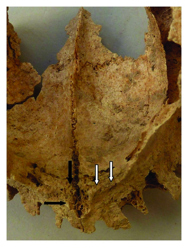 Details are in the caption following the image Details are in the caption following the image
