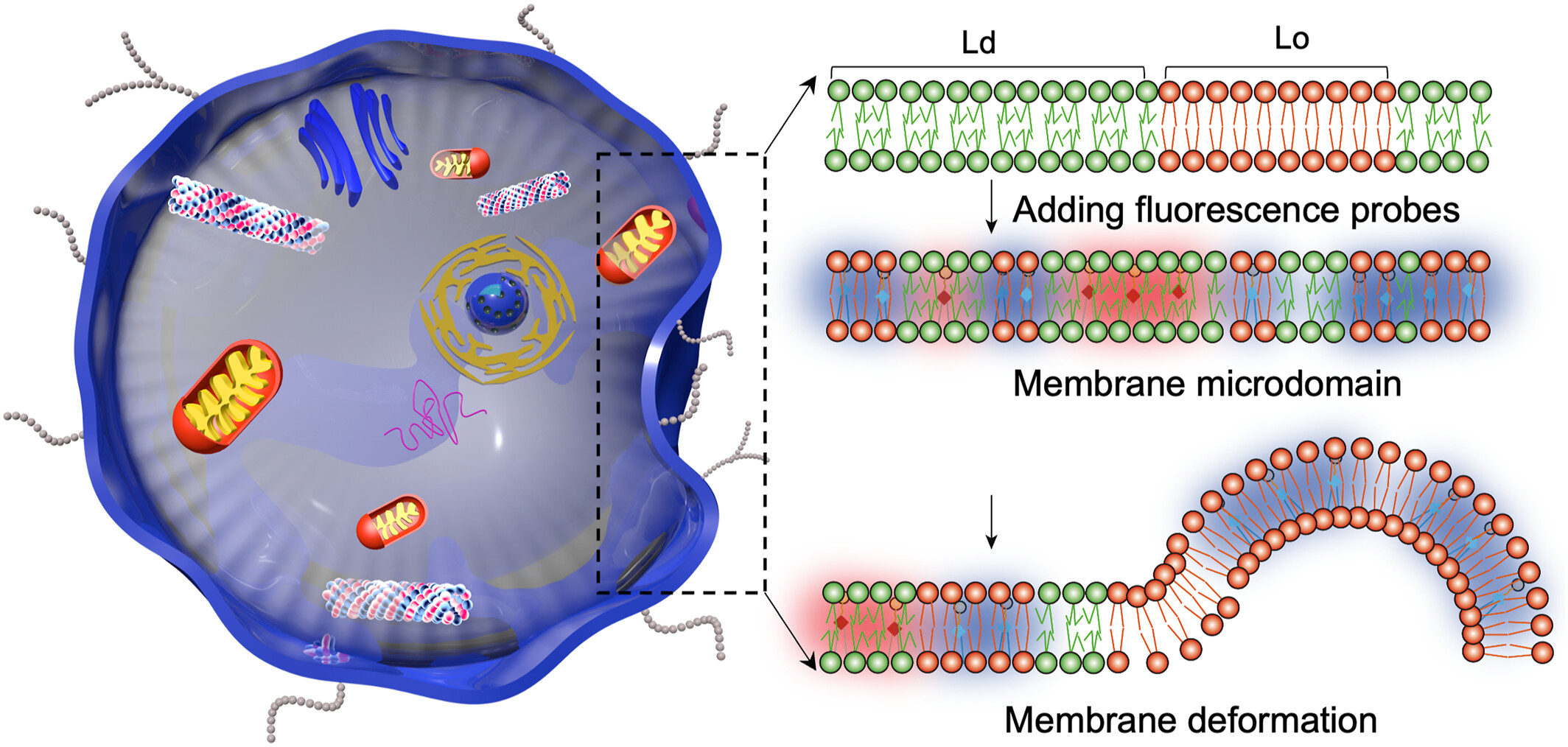 Fluorescent probes for the visualization of membrane microdomain, deformation, and fusion
