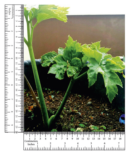 Details are in the caption following the image