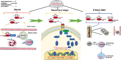 HMGB1, angel or devil, in ischemic stroke