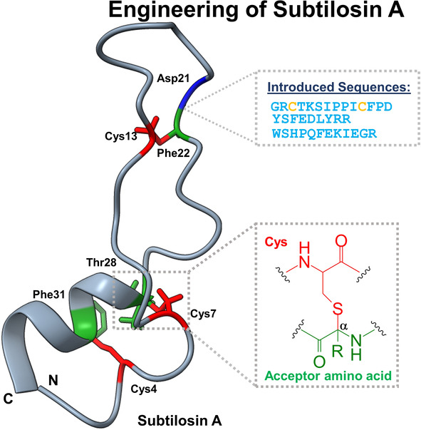 Sactipeptide Engineering by Probing the Substrate Tolerance of a Thioether-Bond-Forming Sactisynthase