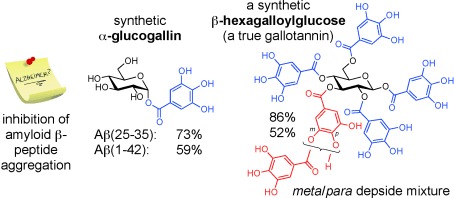 Gallotannins and Tannic Acid: First Chemical Syntheses and In Vitro Inhibitory Activity on Alzheimer’s Amyloid β-Peptide Aggregation
