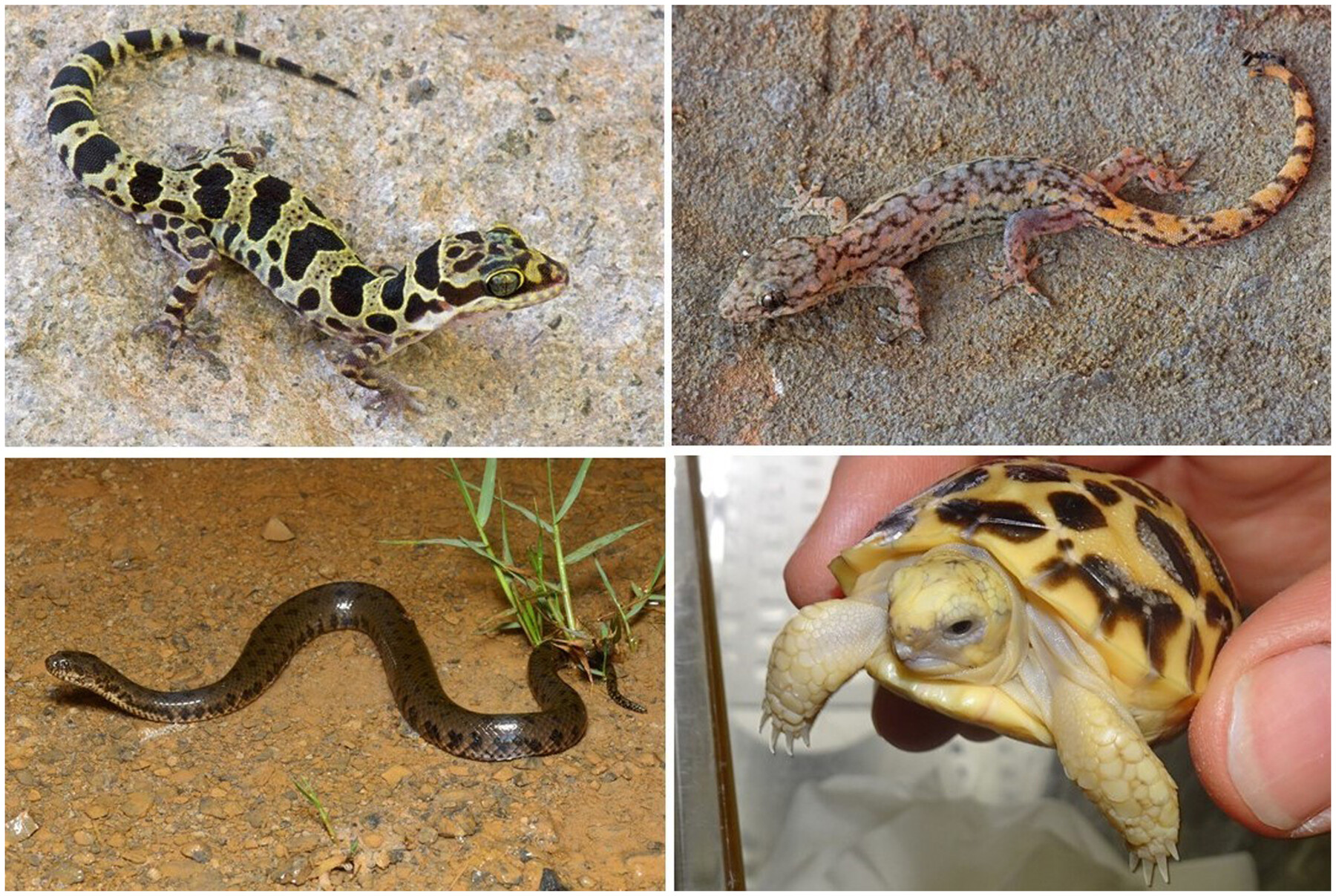 Gaps in the Protection of the Reptiles of Myanmar—Threat Status, Endemism, Protected Area Coverage, and One Plan Approach Conservation 缅甸爬行动物保护中的空白——受威胁状况、稀缺性、保护区覆盖及“一体化保护计划”方法