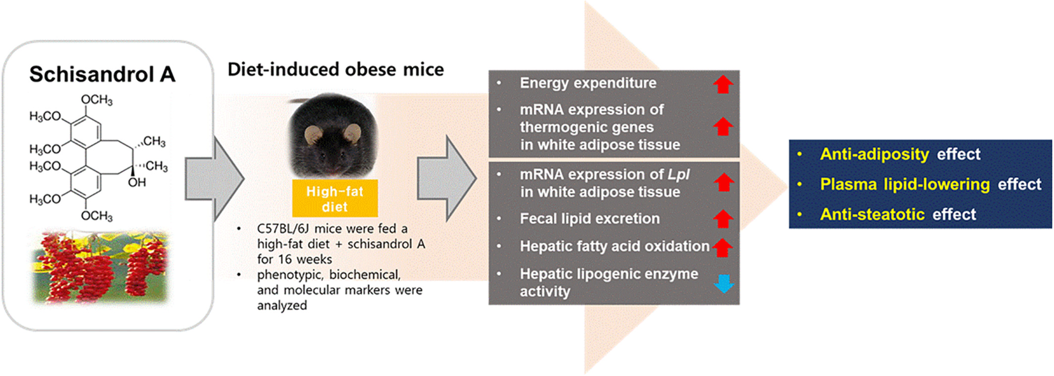 Anti-adiposity and lipid-lowering effects of schisandrol A in diet-induced obese mice