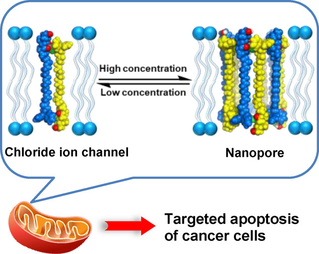 Concentration-Driven Evolution of Adaptive Artificial Ion Channels or Nanopores with Specific Anticancer Activities