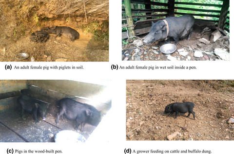 Gastrointestinal parasites of indigenous pigs (Sus domesticus) in south-central Nepal