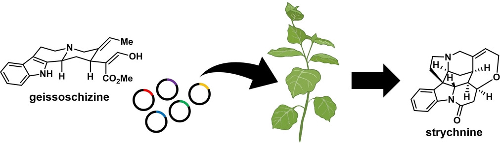 Biosynthesis of the Plant-Produced Toxin Strychnine Elucidated