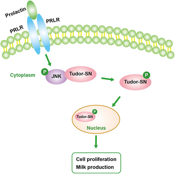 The phosphorylation of Tudor-SN mediated by JNK is involved in the regulation of milk protein synthesis induced by prolactin in BMECs