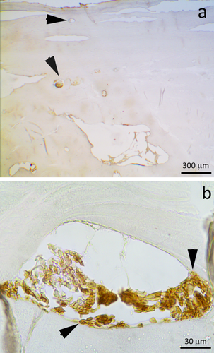 Details are in the caption following the image