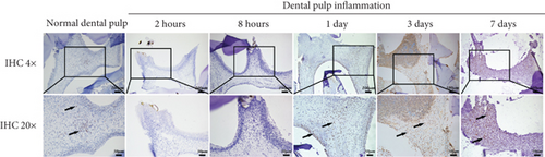 Details are in the caption following the image Details are in the caption following the image