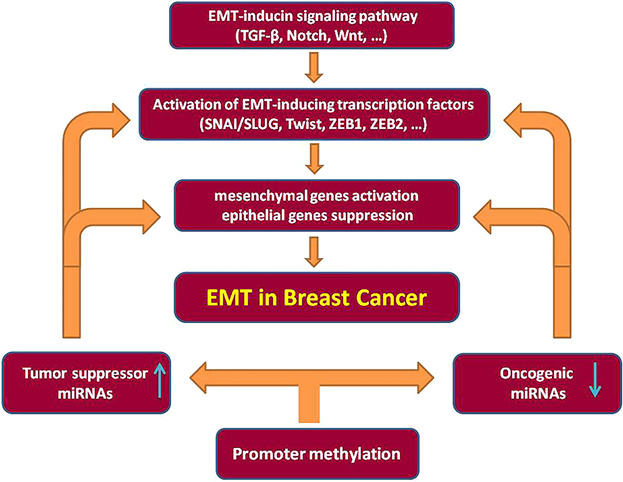 Aberrant miRNA promoter methylation and EMT-involving miRNAs in breast cancer metastasis: Diagnosis and therapeutic implications