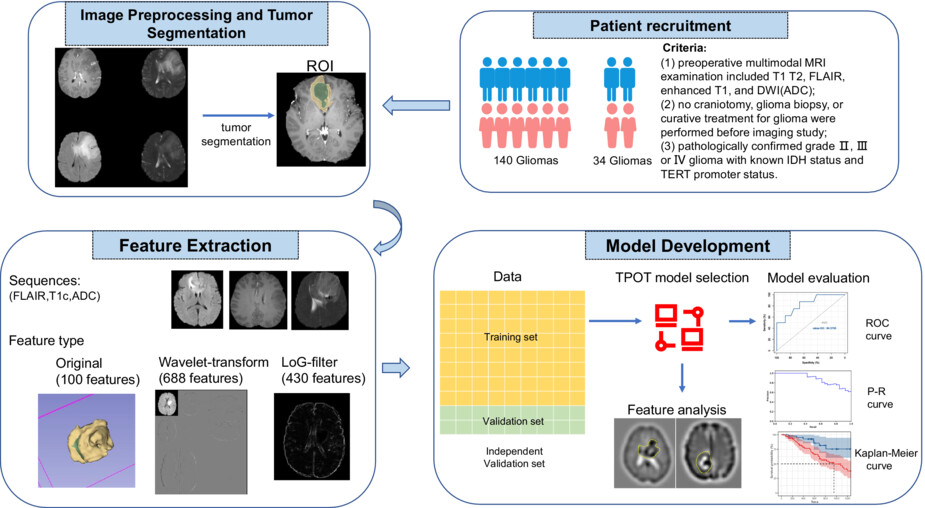 Radiomic study on preoperative multi-modal magnetic resonance images identifies IDH-mutant TERT promoter-mutant gliomas