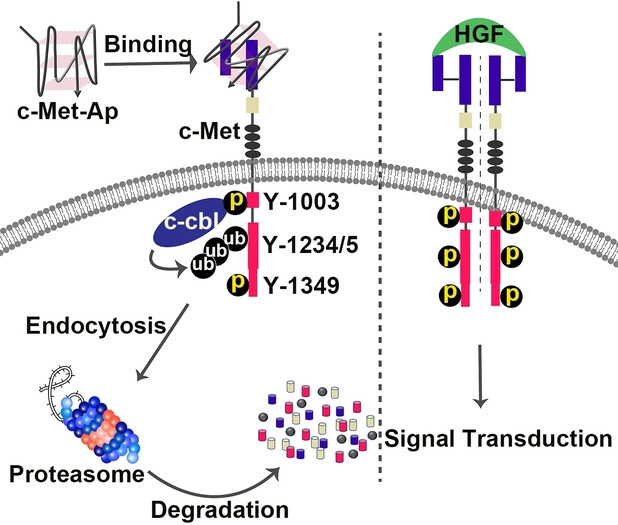 Aptamer Inhibits Tumor Growth by Leveraging Cellular Proteasomal Degradation System to Degrade c-Met in Mice