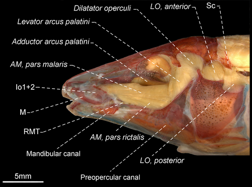 Details are in the caption following the image Details are in the caption following the image