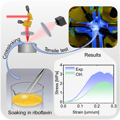 Two-photon collagen crosslinking in ex vivo human corneal lenticules induced by near-infrared femtosecond laser