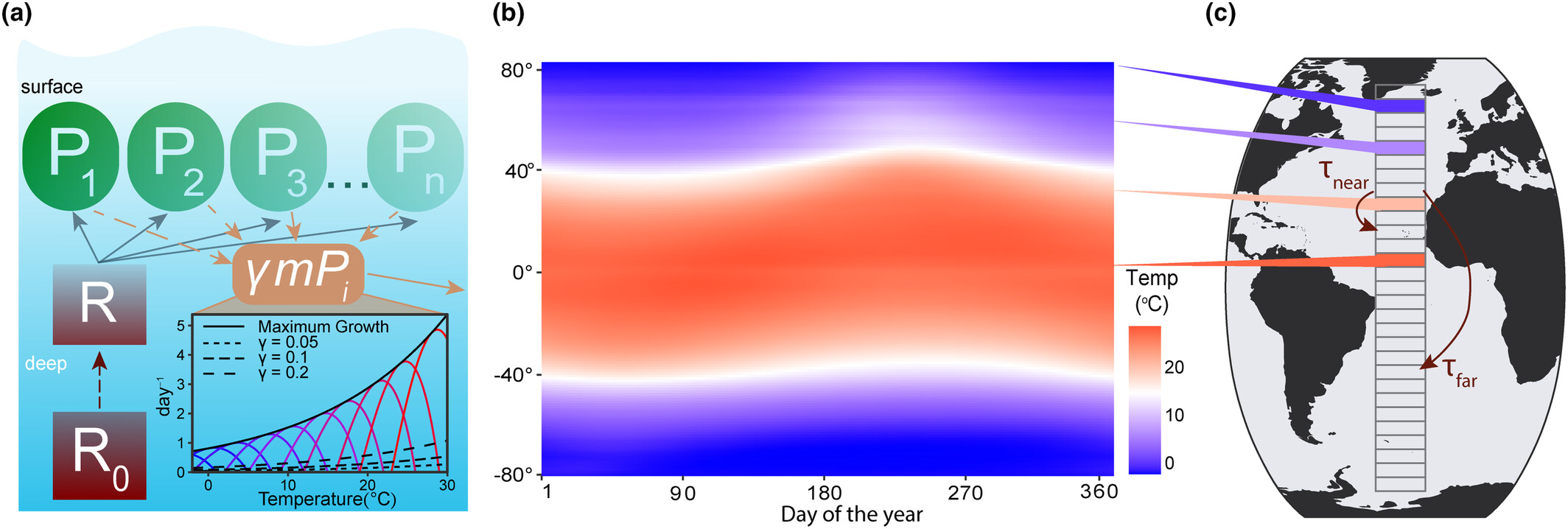 Effects of dispersal and temperature variability on phytoplankton realized temperature niches