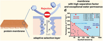 Advanced Adaptive Protein Membrane with Super-High Flux and Precise Molecular Sieving of Dyes from Salts