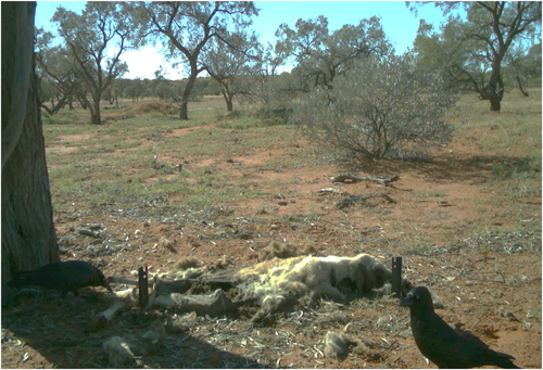 Details are in the caption following the image