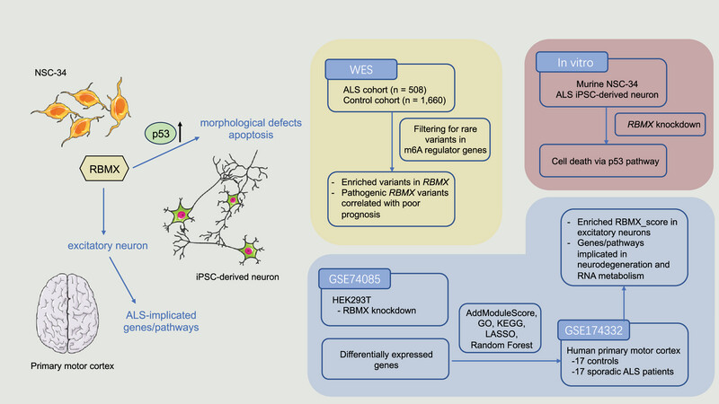 Loss-of-function variants in RNA binding motif protein X-linked induce neuronal defects contributing to amyotrophic lateral sclerosis pathogenesis
