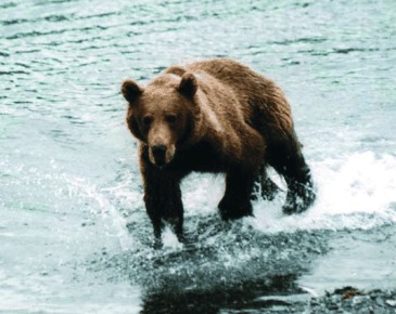 Outrunning the Bear