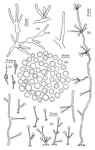 Details are in the caption following the image