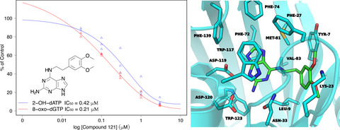 Identification and structure–activity relationship of purine derivatives as novel MTH1 inhibitors