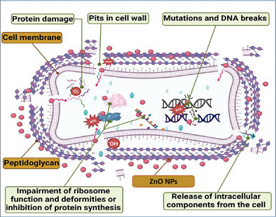 Synthesis, Characterization, and Evaluation of Antioxidant, Anti-Inflammatory, and Antimicrobial Activities of Zinc Oxide Nanoparticles Using Adiantum capillus-veneris L. Leaf Extract