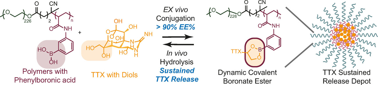 Polymeric Prodrugs using Dynamic Covalent Chemistry for Prolonged Local Anesthesia