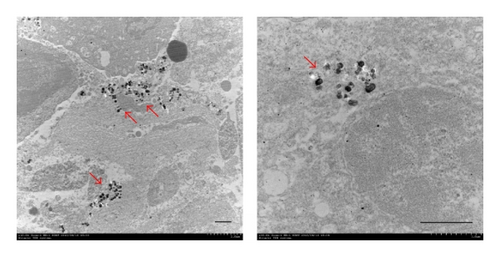 Details are in the caption following the image Details are in the caption following the image