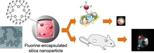 Multifunctional Core–Shell Silica Nanoparticles for Highly Sensitive 19F Magnetic Resonance Imaging