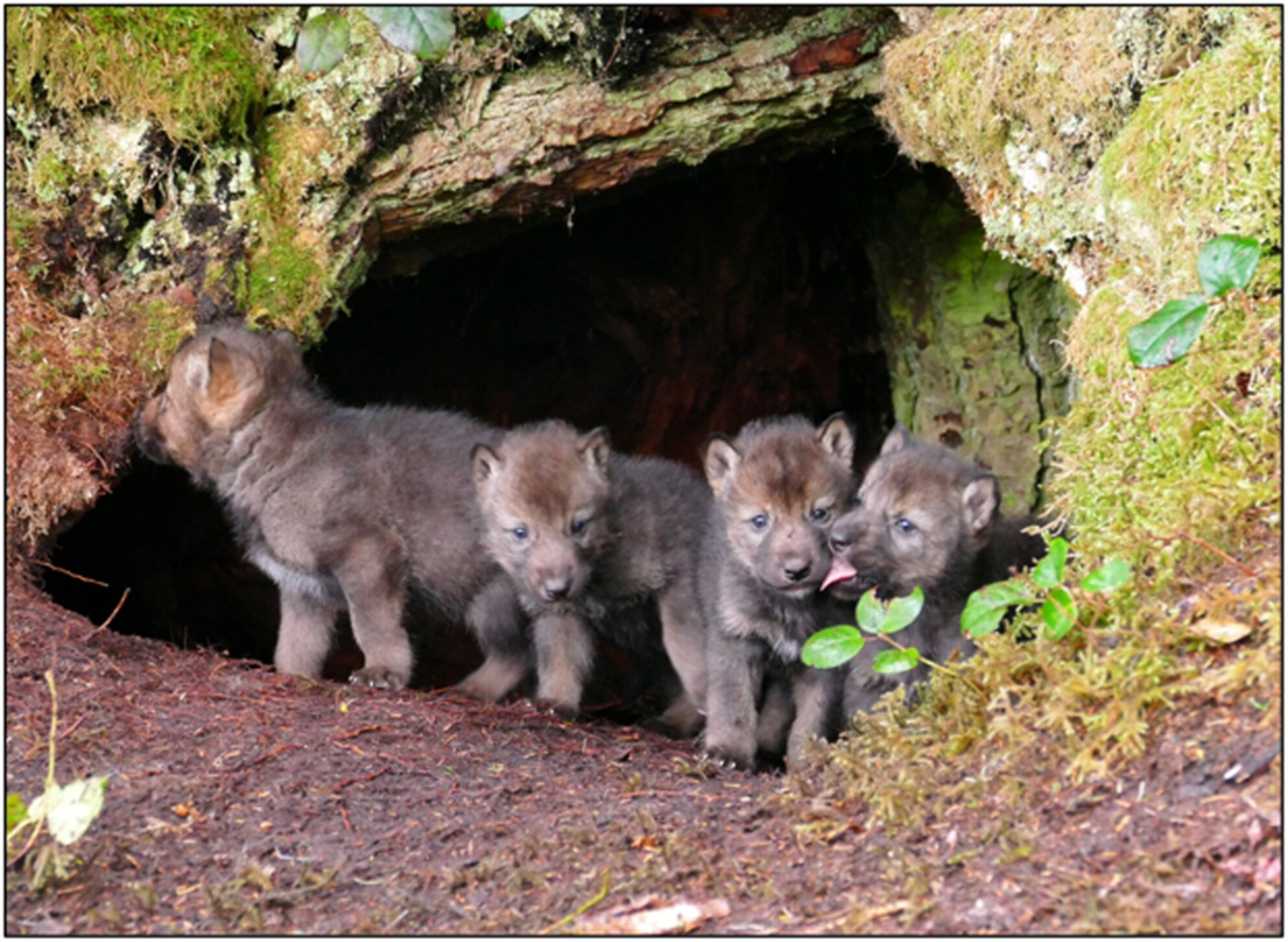 Variation in adult and pup wolf diets at natal den sites is influenced by forest composition and configuration
