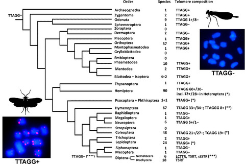 Telomere structure in insects: A review Issue 1, 2020