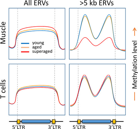 Demethylation and derepression of genomic retroelements in the skeletal muscles of aged mice