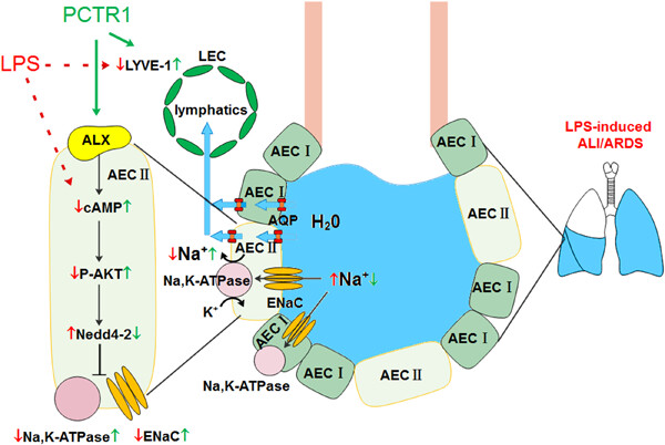 PCTR1 improves pulmonary edema fluid clearance through activating the sodium channel and lymphatic drainage in lipopolysaccharide-induced ARDS