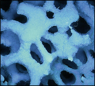 Micro-Macroporous Composite Materials: SiC Ceramic Foams Functionalized With the Metal Organic Framework HKUST-1