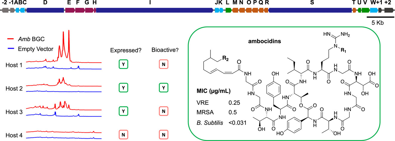 Calcium-Dependent Lipopeptide Antibiotics against Drug-Resistant Pathogens Discovered via Host-Dependent Heterologous Expression of a Cloned Biosynthetic Gene Cluster