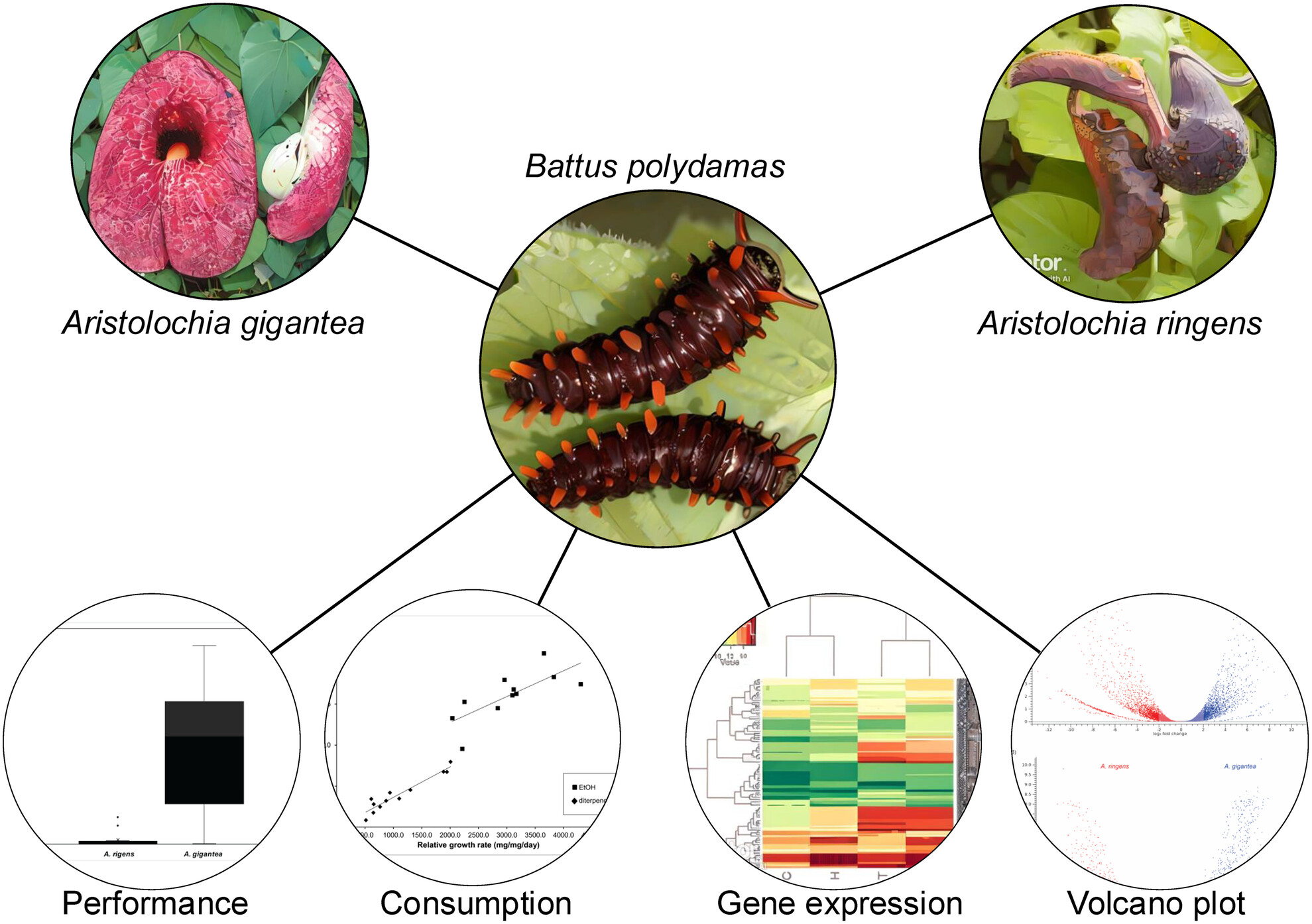 Differential gene expression toward species of Aristolochia impairing the performance of the Troidini butterfly Battus polydamas