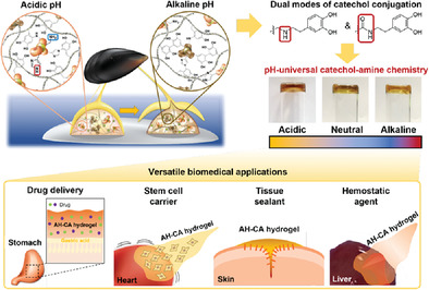 pH-Universal Catechol-Amine Chemistry for Versatile Hyaluronic Acid Bioadhesives