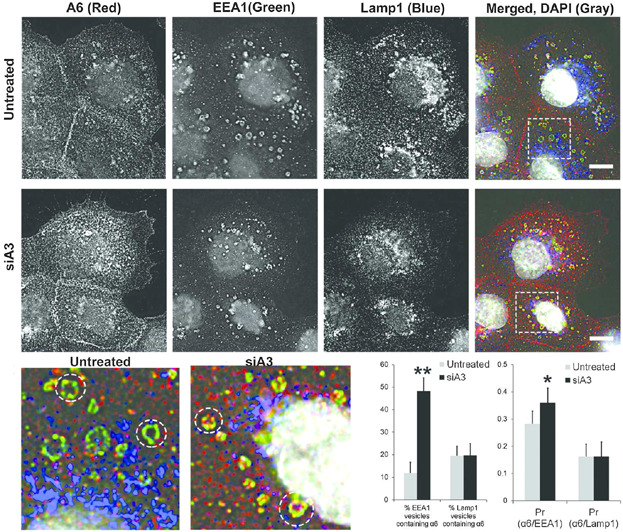 Characterization of Laminin Binding Integrin Internalization in Prostate Cancer Cells