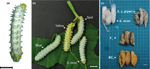 Details are in the caption following the image Details are in the caption following the image