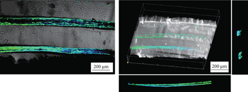 Details are in the caption following the image Details are in the caption following the image
