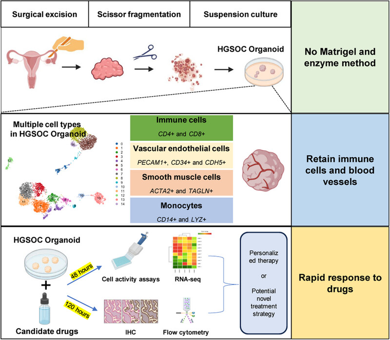 Patient-derived ovarian cancer organoid carries immune microenvironment and blood vessel keeping high response to cisplatin
