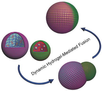 Coordinated Membrane Fusion of Proteinosomes by Contact-Induced Hydrogel Self-Healing
