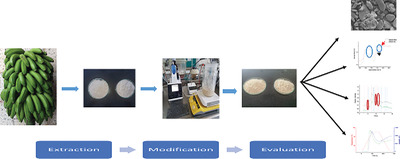 Thermal, Morphological, and Functional Characterization of Gros Michel Banana Starch Modified with Octenyl Succinic Anhydride