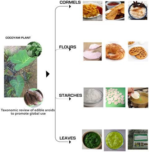 Utilizing cocoyam (Xanthosoma sagittifolium) for food and nutrition security: A review