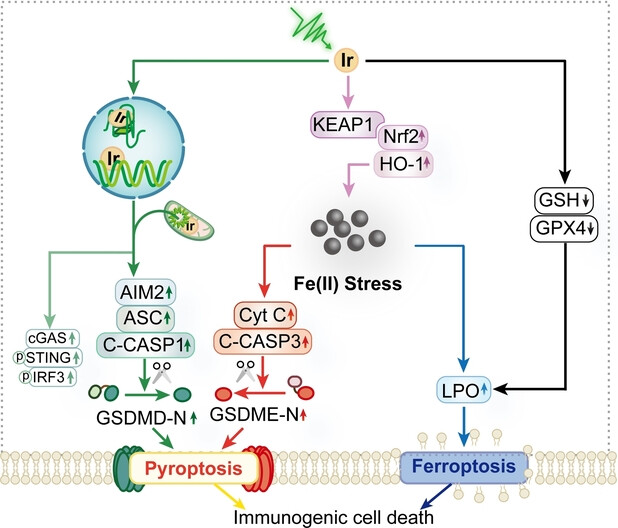 Iridium(III) Photosensitizers Induce Simultaneous Pyroptosis and Ferroptosis for Multi-Network Synergistic Tumor Immunotherapy