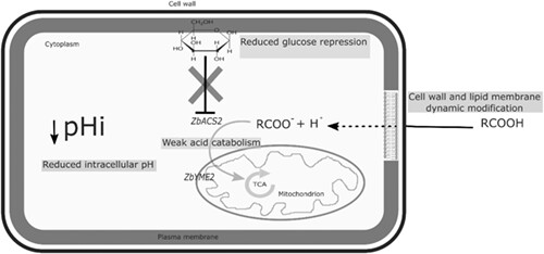 The spoilage yeast Zygosaccharomyces bailii: Foe or friend?
