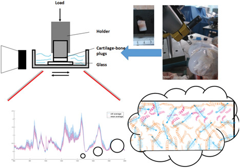 Detection of depth-depend changes in porcine cartilage after wear test using Raman spectroscopy